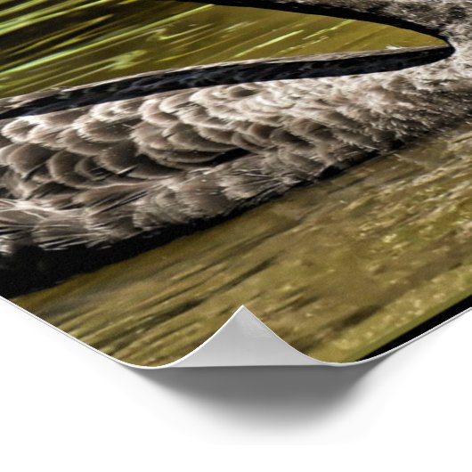 Schwarze Schwäne Poster (Ecke)