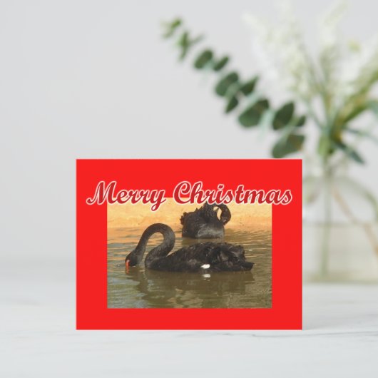 Schwarze Schwäne Postkarte (Stehend Vorderseite)