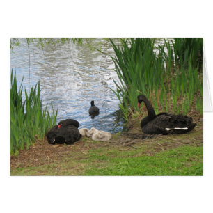Schwarze Schwäne und Cygnets