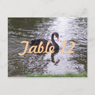 Schwarze Schwantisch-Nummer Postkarte