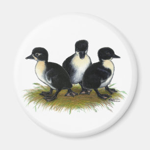 Schwarze schwedische Entenküken Magnet