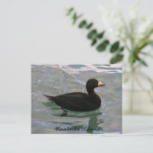 Schwarze Scoter Ente, Insel Unalaska Postkarte (Stehend Vorderseite)