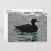 Schwarze Scoter Ente, Insel Unalaska Postkarte (Vorne/Hinten)
