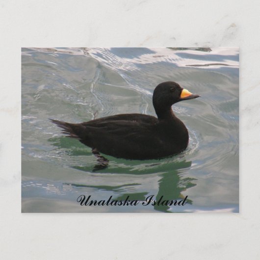 Schwarze Scoter Ente, Insel Unalaska Postkarte (Vorderseite)