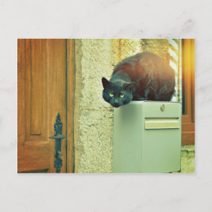 schwarze Straßenkatze Postkarte