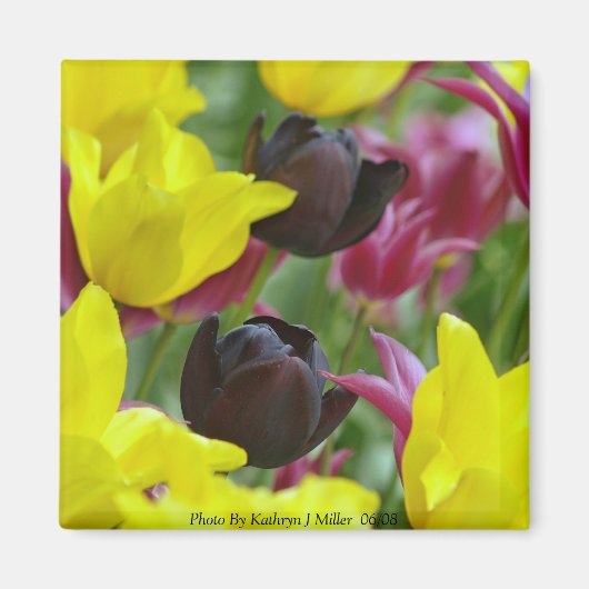 Schwarze Tulips Magnet (Vorne)