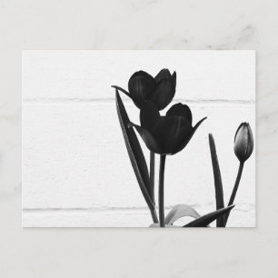Schwarze Tulips   Postkarte