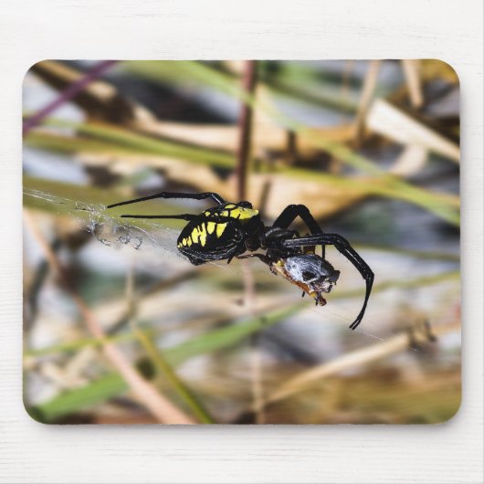 Schwarze u. gelbe Argiope-Garten-Spinne Mousepad (Vorne)