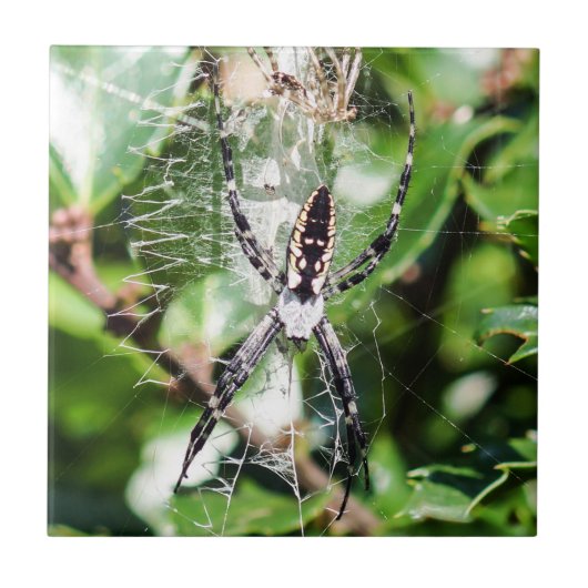 Schwarze u. gelbe fliese (Vorderseite)