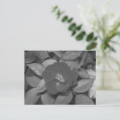 Schwarze u. weiße Blume Postkarte (Stehend Vorderseite)