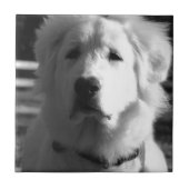 Schwarze u. weiße große Pyrenäen Fliese (Vorderseite)