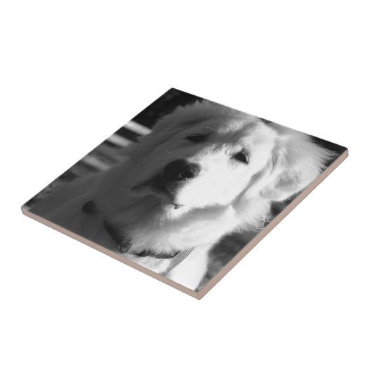 Schwarze u. weiße große Pyrenäen Fliese (Seite)