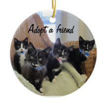 Schwarze u. weiße Kätzchen