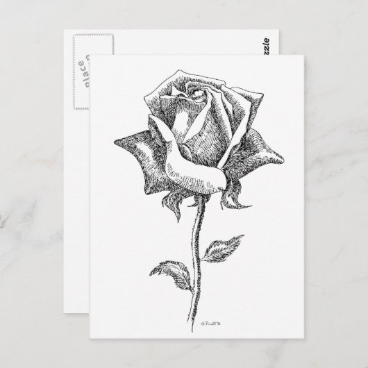 Schwarze u. weiße Rose Postkarte (Vorne/Hinten)