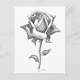 Schwarze u. weiße Rose Postkarte