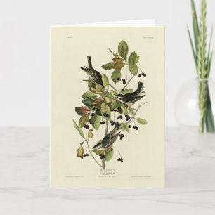 Schwarze Umfrage Warbler von Audubons Vögeln in Am Karte