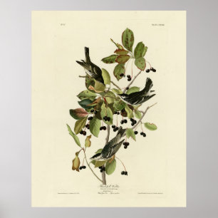 Schwarze Umfrage Warbler von Audubons Vögeln in Am Poster