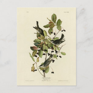 Schwarze Umfrage Warbler von Audubons Vögeln in Am Postkarte