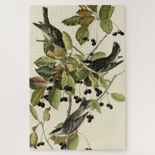 Schwarze Umfrage Warbler von Audubons Vögeln in Am Puzzle