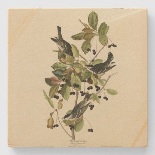Schwarze Umfrage Warbler von Audubons Vögeln in Am Steinuntersetzer