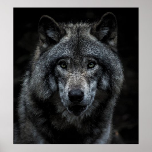 SCHWARZE UND BROWN-WOLF-MALERIE POSTER (Vorne)