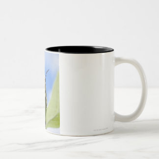 Schwarze und gelbe Raupe Zweifarbige Tasse