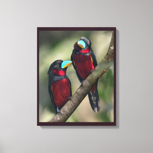 Schwarze und rote Broadbills Leinwanddruck (Vorderseite)