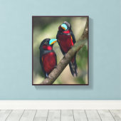 Schwarze und rote Broadbills Leinwanddruck (Insitu (Holzboden))