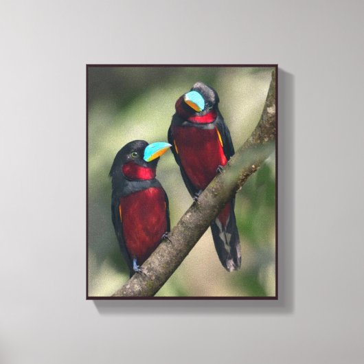 Schwarze und rote Broadbills Leinwanddruck (Vorderseite)