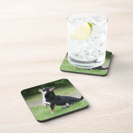 Schwarze und SahneChihuahua Getränkeuntersetzer (Rechte Seite)