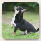 Schwarze und SahneChihuahua Getränkeuntersetzer (Vorderseite)