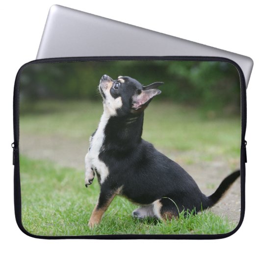 Schwarze und SahneChihuahua Laptopschutzhülle (Vorderseite)