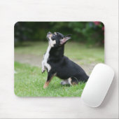 Schwarze und SahneChihuahua Mousepad (Mit Mouse)