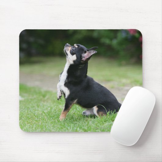 Schwarze und SahneChihuahua Mousepad (Mit Mouse)