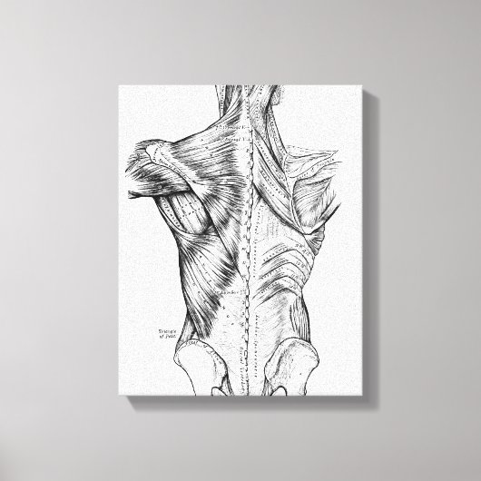 Schwarze und weiße Anatomie Art Back Muscles (1890 Leinwanddruck (Vorderseite)