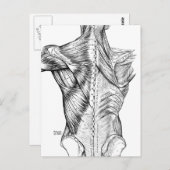 Schwarze und weiße Anatomie Art Back Muscles (1890 Postkarte (Vorne/Hinten)