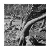 SCHWARZE UND WEISSE BÄUME FLIESE (Vorderseite)