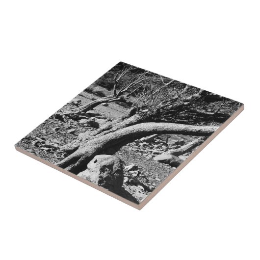 SCHWARZE UND WEISSE BÄUME FLIESE (Seite)