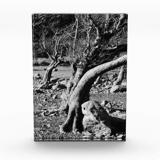 SCHWARZE UND WEISSE BÄUME FOTOBLOCK (Vorderseite)