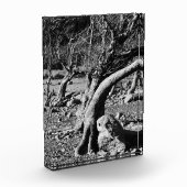 SCHWARZE UND WEISSE BÄUME FOTOBLOCK (Links)