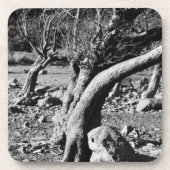 SCHWARZE UND WEISSE BÄUME GETRÄNKEUNTERSETZER (Vorderseite)