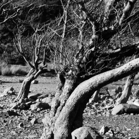 SCHWARZE UND WEISSE BÄUME KAFFEETASSE