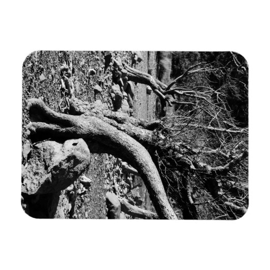 SCHWARZE UND WEISSE BÄUME MAGNET (Horizontal)