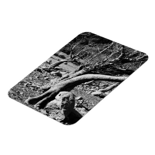 SCHWARZE UND WEISSE BÄUME MAGNET (Linke Seite)