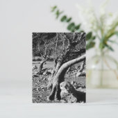 SCHWARZE UND WEISSE BÄUME POSTKARTE (Stehend Vorderseite)