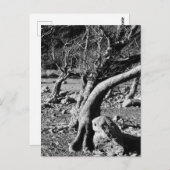 SCHWARZE UND WEISSE BÄUME POSTKARTE (Vorne/Hinten)