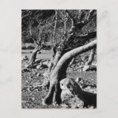 SCHWARZE UND WEISSE BÄUME POSTKARTE (Vorderseite)