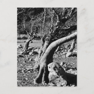 SCHWARZE UND WEISSE BÄUME POSTKARTE