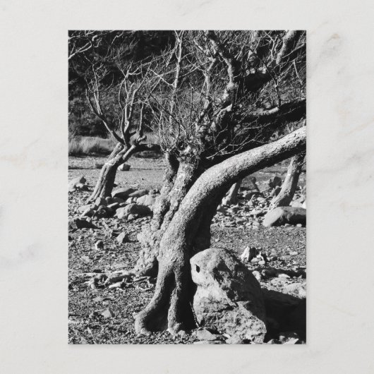 SCHWARZE UND WEISSE BÄUME POSTKARTE (Vorderseite)