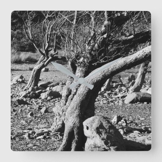 SCHWARZE UND WEISSE BÄUME QUADRATISCHE WANDUHR (Vorderseite)